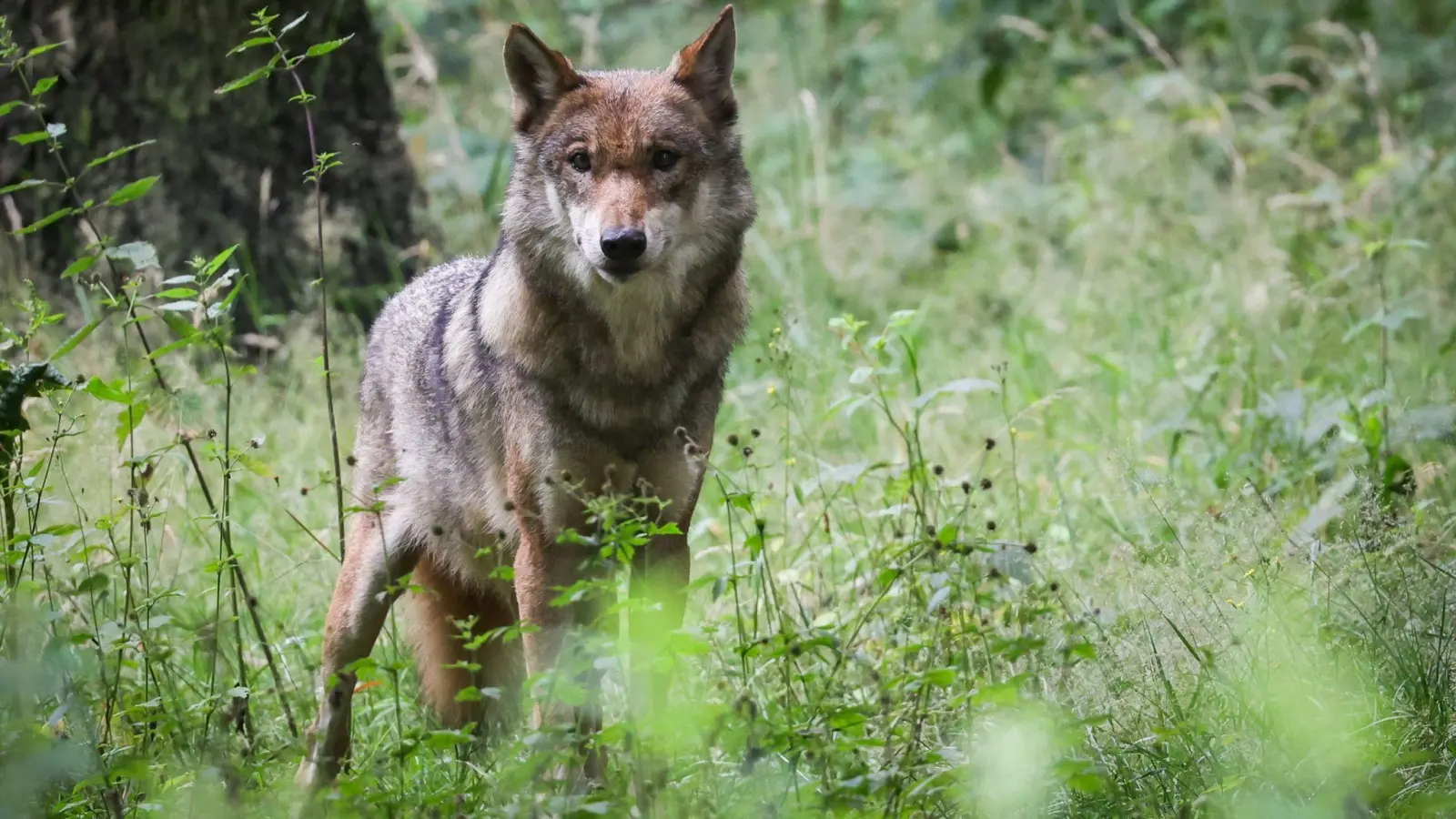 Eine ausgewachsener weiblicher Wolf. Besonders intensiv wurden die Tiere, die eigentlich durch die Fauna-Flora-Habitatrichtlinie der EU besonders geschützt sind, in Tirol und Kärnten bejagt. (Foto: Christian Charisius/dpa)