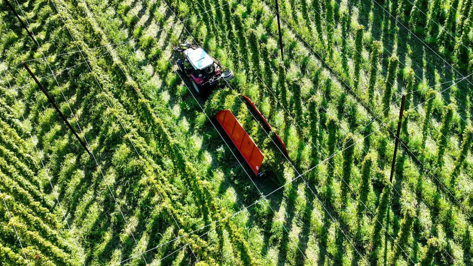 Die Hopfenernte fällt dieses Jahr wohl leicht unterdurchschnittlich aus. (Archivbild) (Foto: Felix Kästle/dpa)