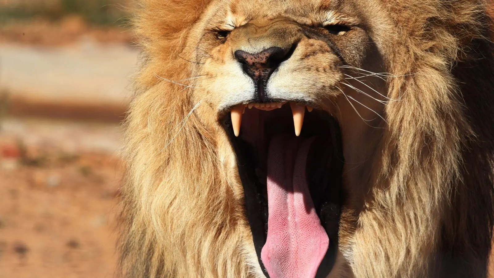 Ein Löwe war aus seinem Käfig in Antalya ausgebrochen. (Symbolbild) (Foto: Mohamed Messara/EPA/dpa)