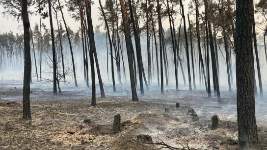 Ein abgebrannter Wald zwischen Kosilenzien und Nieska im Landkreis Elbe-Elster. An der Landesgrenze von Brandenburg und Sachsen kämpft die Feuerwehr gegen einen Waldbrand. (Foto: Julius-Christian Schreiner/dpa)