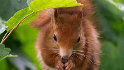 Rotes Fell, weiißer Bauch - so sehen offenkundig die meisten Eichhörnchen im Freistaat aus. (Archivbild) (Foto: Sven Hoppe/dpa)