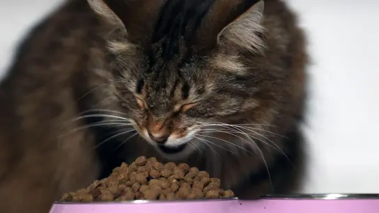 Ein Alleinfuttermittel muss alle Nährstoffe enthalten, die die Katze braucht. (Foto: Ina Fassbender/dpa/dpa-tmn)