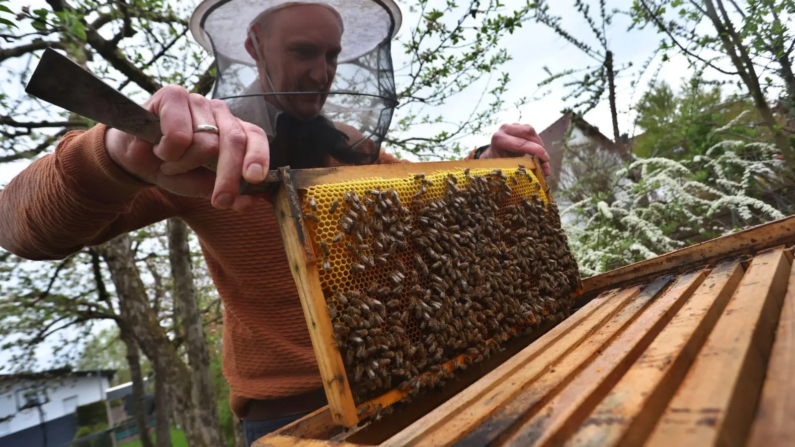 Ein Hobby-Imker nimmt in seinem Garten Bienenwaben aus einem Bienenstock. (Foto: Karl-Josef Hildenbrand/dpa)