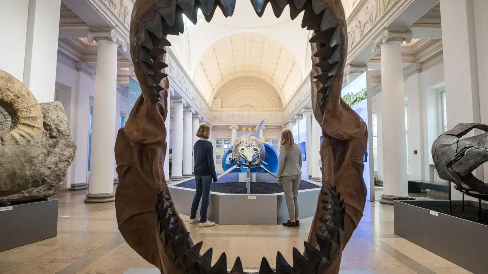 Ins riesige Maul des Megalodon passte so ziemlich jedes andere Meereslebewesen. (Archivbild) (Foto: Christoph Schmidt/dpa)