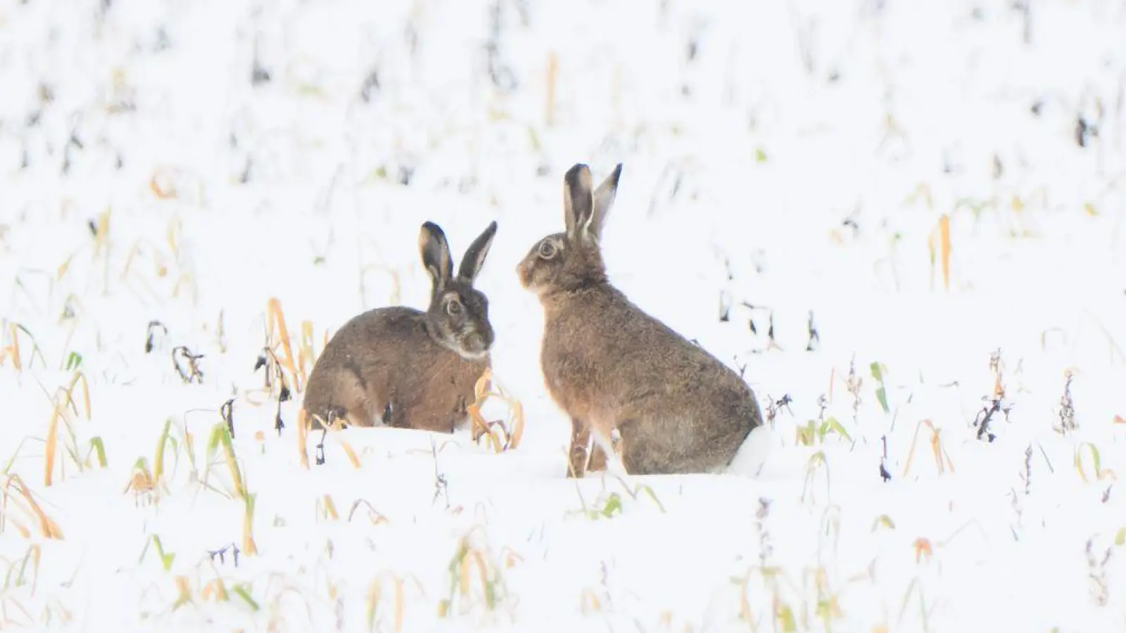 Trotz Schneefall war vor allem der Dezember nach Experteneinschätzung bislang zu trocken in Deutschland. (Symbolbild) (Foto: Julian Stratenschulte/dpa)