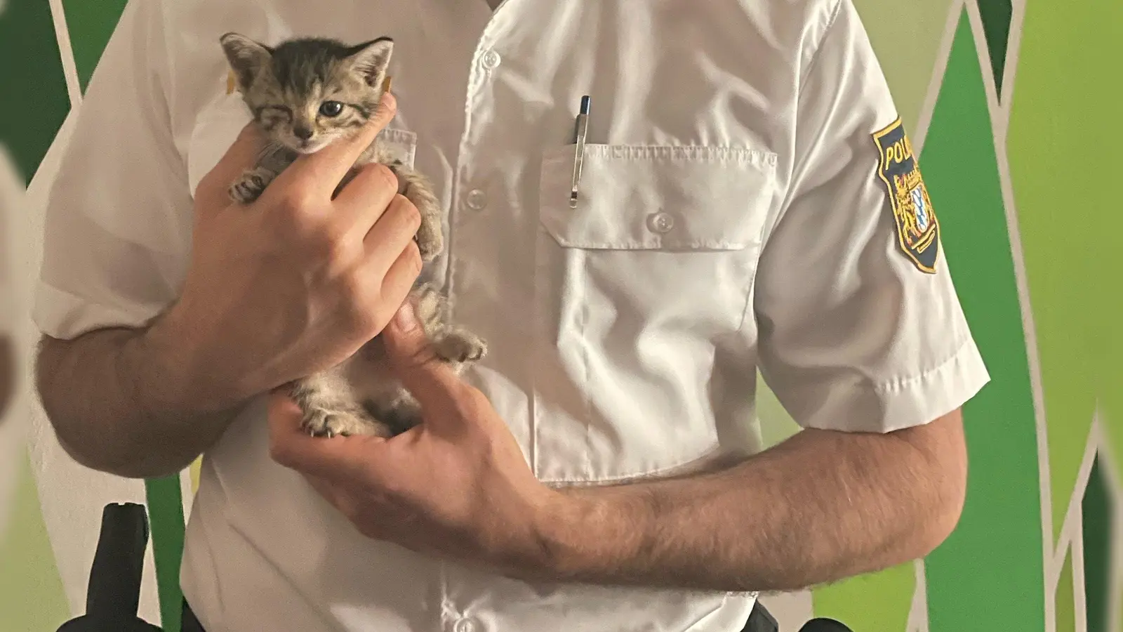 Diese junge Katze brachte die Polizei am Montag ins Ansbacher Tierheim. Einen Tag später folgte die zweite Katze. (Foto: Polizei)