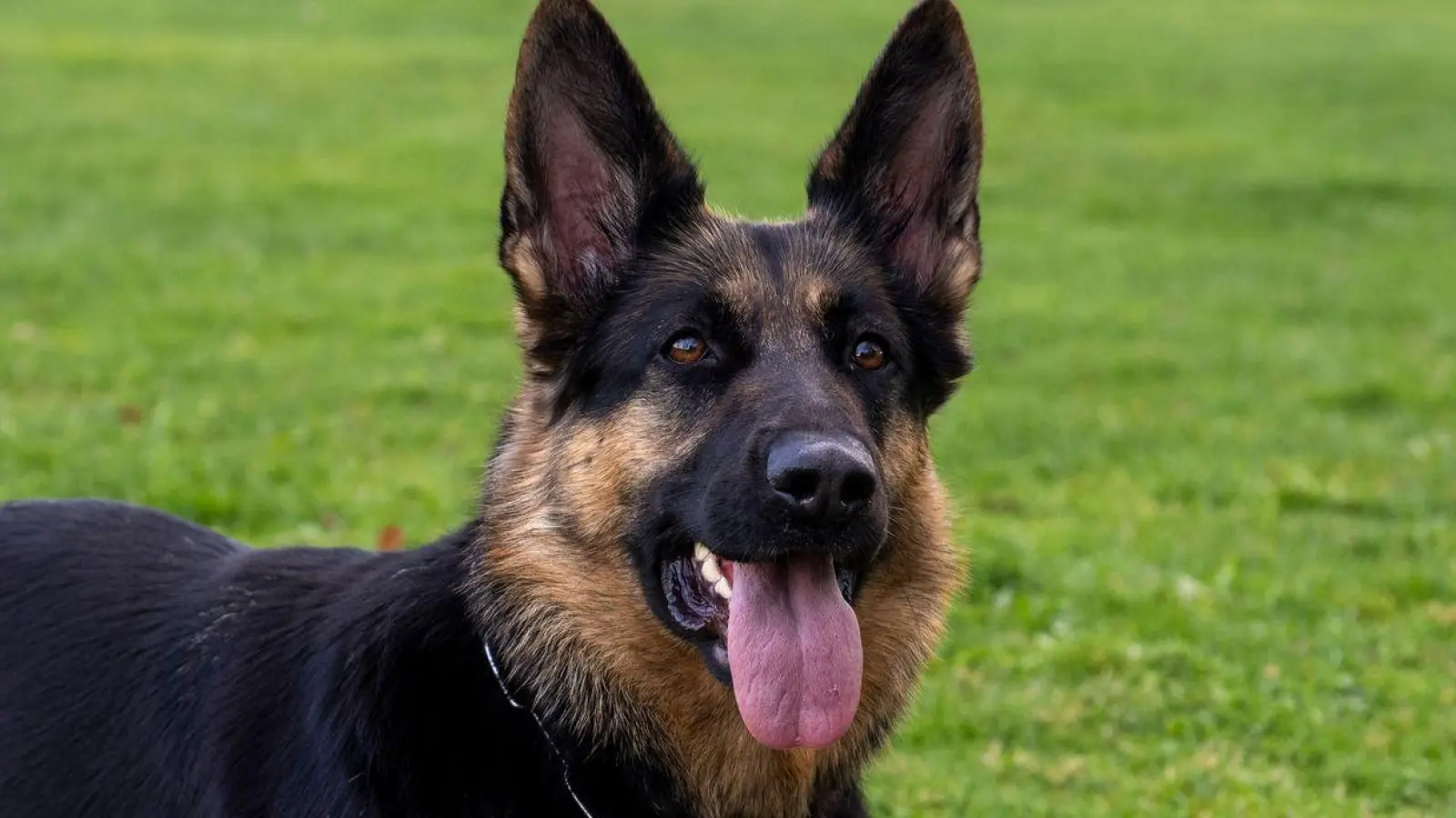 Der Schäferhund war vom Grundstück seines Herrchens ausgebüxt. (Symbolbild) (Foto: Stefan Puchner/dpa)