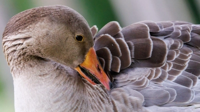 In Regensburg ist unter anderem bei einer Graugans die Vogelgrippe festgestellt worden. (Symbolbild) (Foto: Daniel Karmann/dpa)