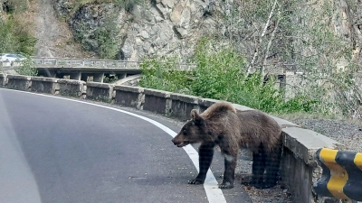 Ein Bär am Rande der Bergstraße Transfagarasan in den Karpaten, Rumänien. (Foto: Kathrin Lauer/dpa)