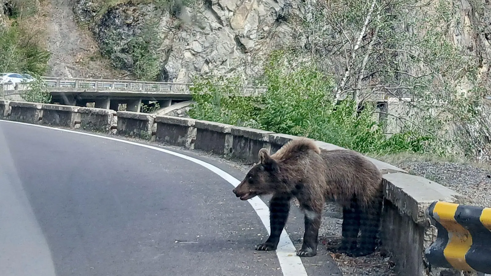 Ein Bär am Rande der Bergstraße Transfagarasan in den Karpaten, Rumänien. (Foto: Kathrin Lauer/dpa)