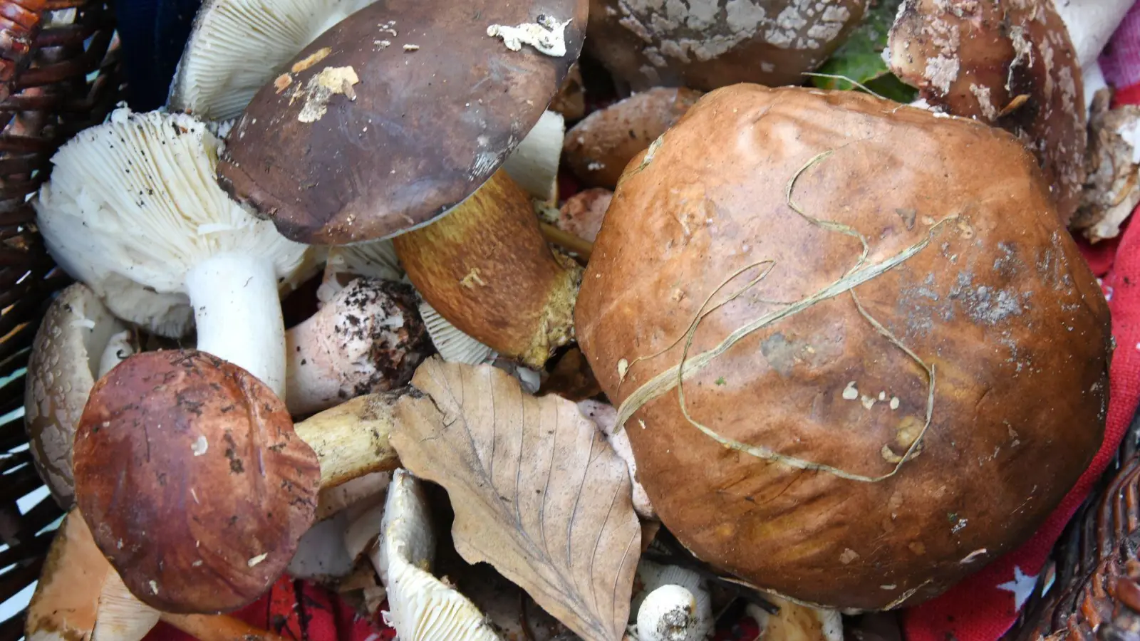 Auch fast 40 Jahre nach dem Reaktorunfall von Tschernobyl sind manche Wildpilze noch radioaktiv belastet. (Symbolbild) (Foto: Waltraud Grubitzsch/dpa-Zentralbild/dpa)