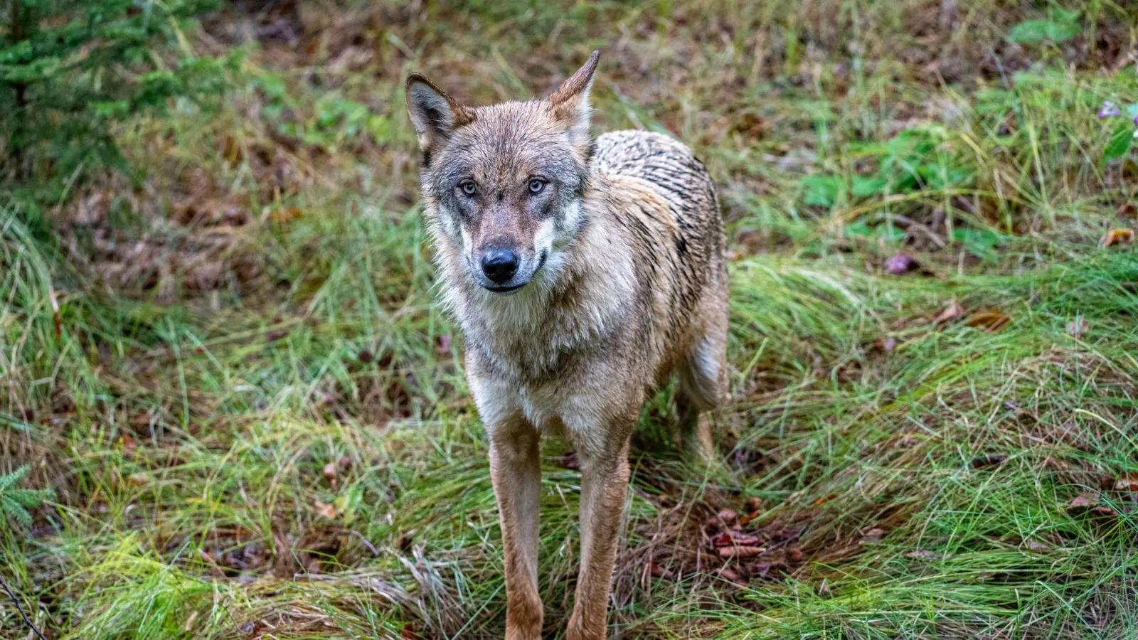 Insgesamt gibt es in Bayern aktuell 14 Wolfsgebiete, unter anderem im Altmühltal, im Bayerischen Wald und in den Allgäuer Alpen. (Symbolbild) (Foto: Armin Weigel/dpa)
