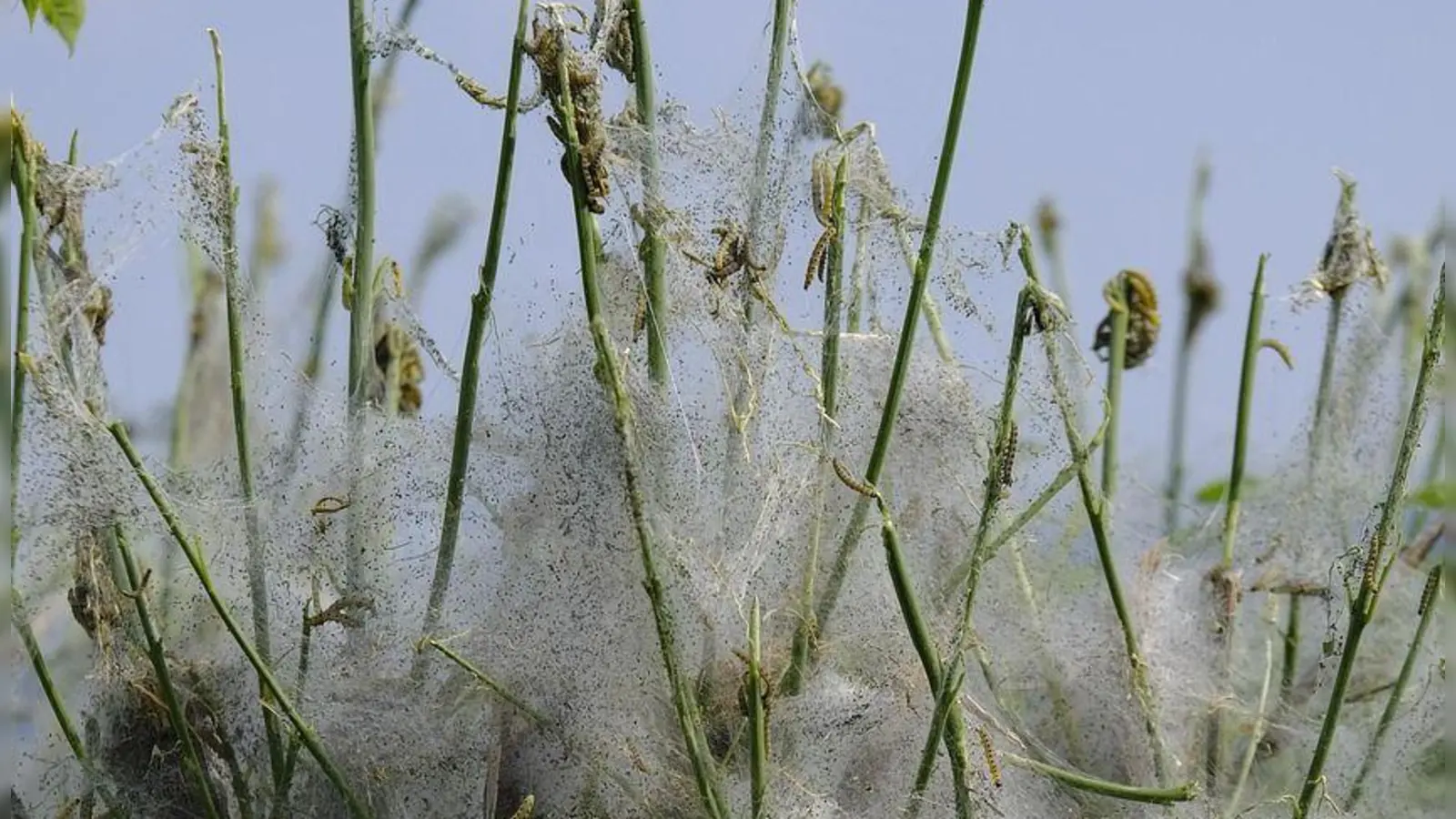 Die Raupen der Gespinnstmotte sorgen für gespenstische Anblicke, sind aber harmlos.  (Foto: Bruno, Pixabay)