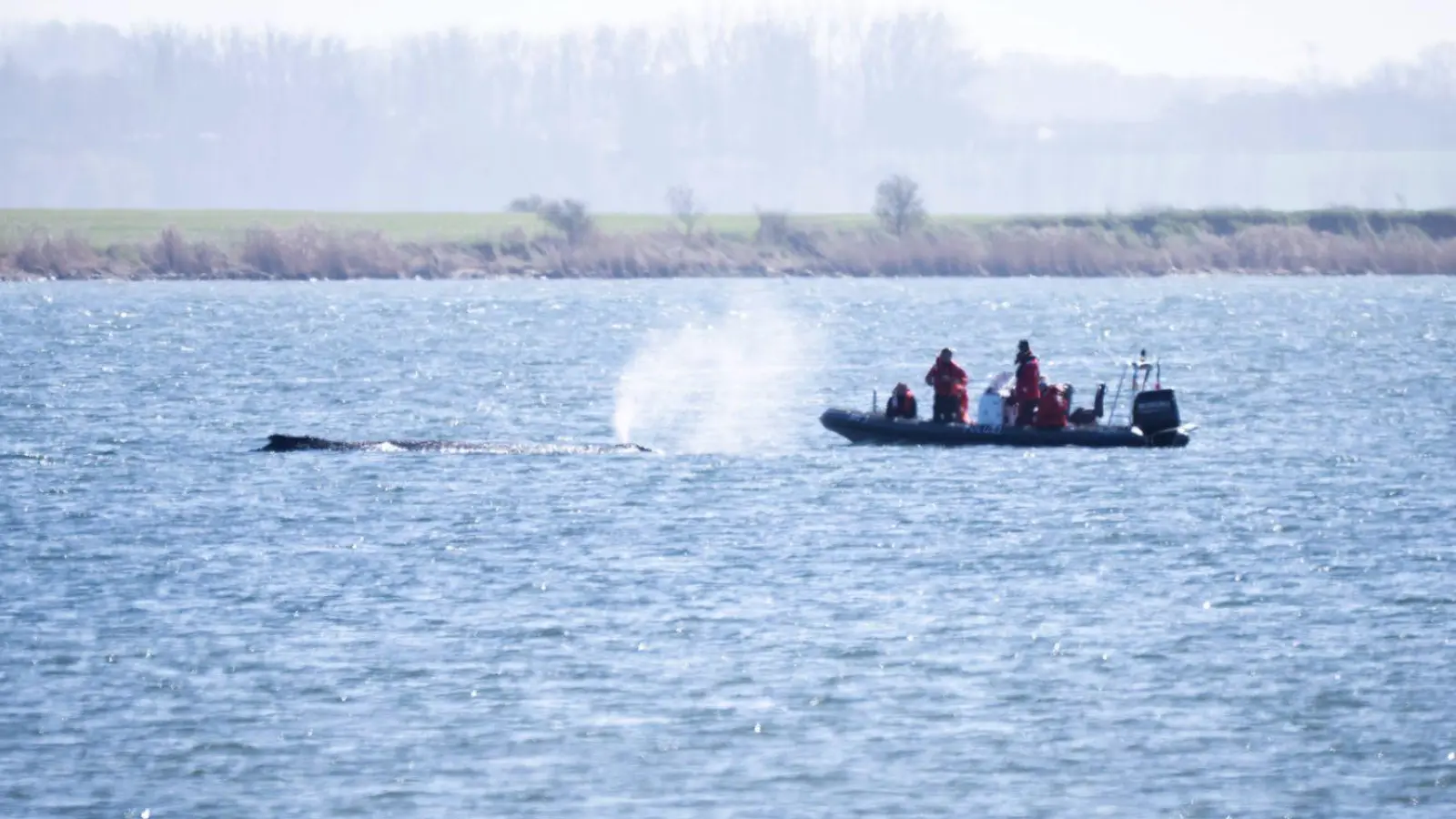 Auch nach Ostern machen sich Expertinnen und Experten ein Bild von der Situation des Wals. (Foto: Philip Dulian/dpa)