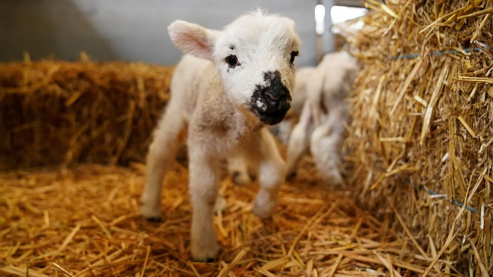 In der Nähe von Schillingsfürst wurde am Donnerstag ein totes Lamm gefunden. Es war erst wenige Tage alt. (Symbolbild: Jacob King/PA Wire/dpa)