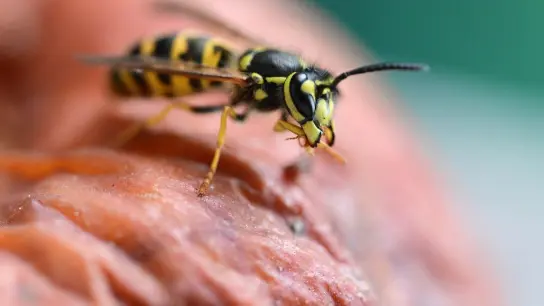 Wespen kommen gerne an den Tisch. (Foto: Bernd Weißbrod/dpa)