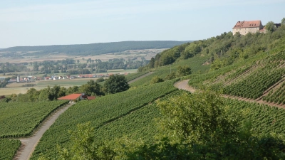 Die Weinlage „Burg Hoheneck” in Ipsheim. Dort wird mit einer Tröpfchenbewässerung gegen die Trockenheit angekämpft. (Foto: Anita Dlugoß)