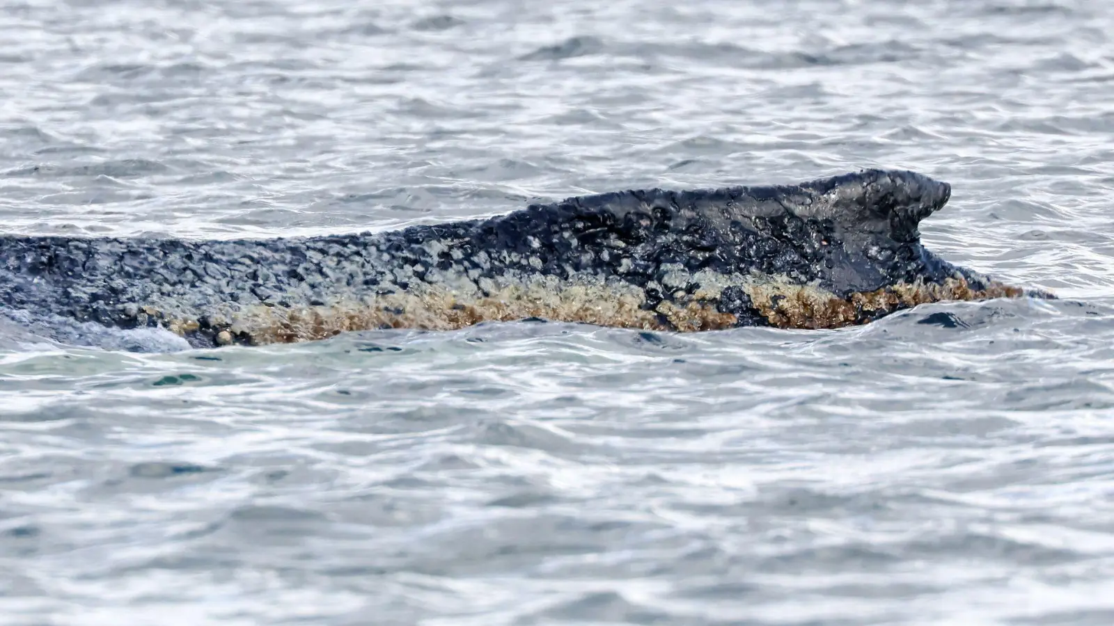 Die Haut des geschwächten Buckelwals soll befeuchtet werden. (Archivbild) (Foto: Bodo Marks/dpa)