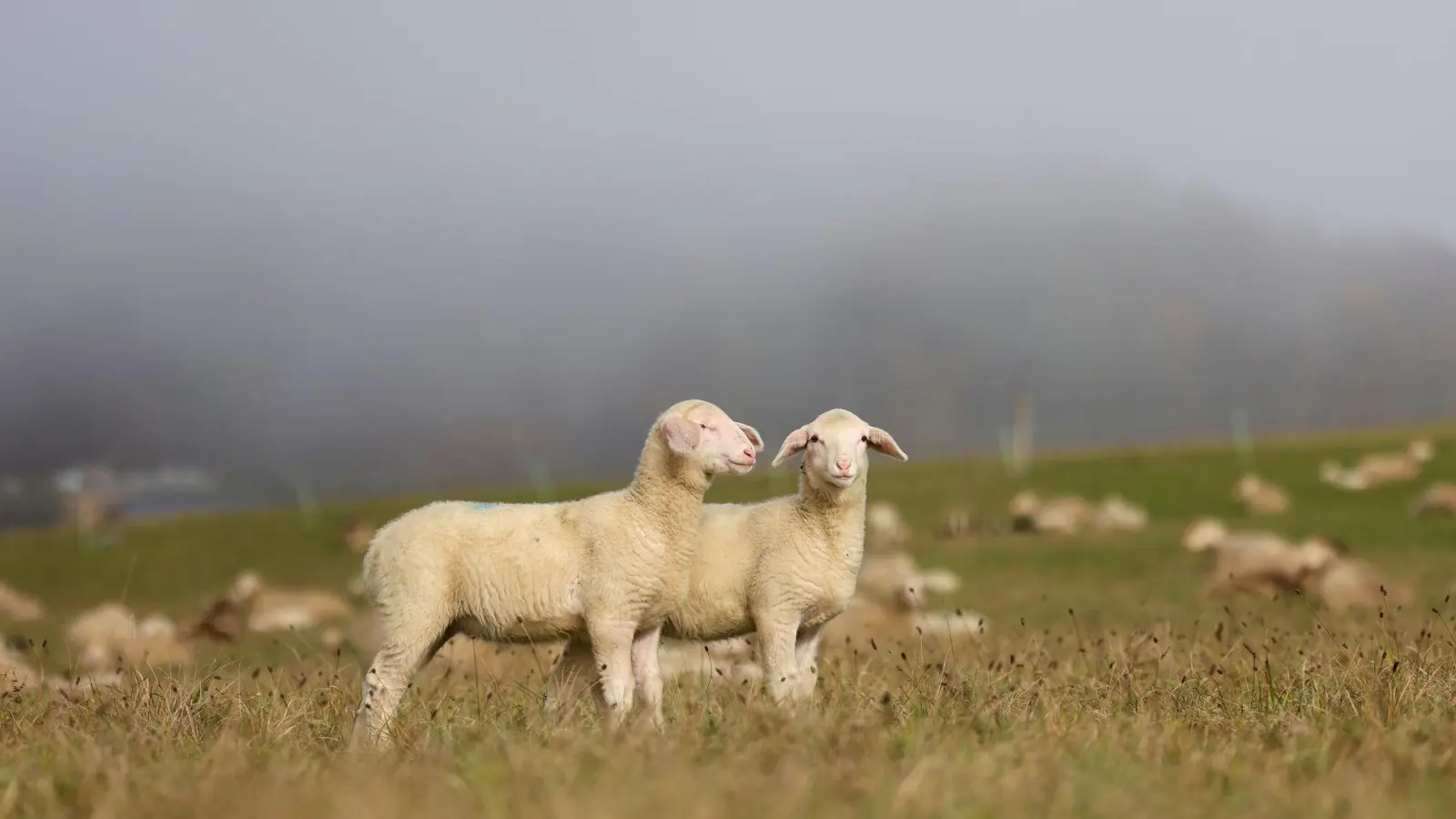 Mehrfach wurden die Schafe mit schlechtem Brot gefüttert. (Symbolbild) (Foto: Thomas Warnack/dpa)