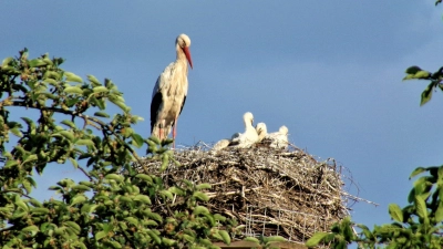 Dieses Storchennest fing unsere Leserin Cornelia Voigt aus Uehlfeld mit der Kamera ein. Auch wenn der Elternstorch am Nestrand recht schlank aussieht, hält Erwin Taube seinen Zustand für in Ordnung. Jetzt müssen sie nur noch genug Futter für ihren Nachwuchs bringen. (Foto: Cornelia Voigt)