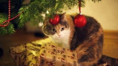 Wenn&#39;s am Weihnachtsbaum glitzert und funkelt: Katzenbesitzer sollten allerdings auf Lametta verzichten. Es kann gefährlich für Darm oder Speiseröhre werden. (Foto: Ina Fassbender/dpa-tmn)