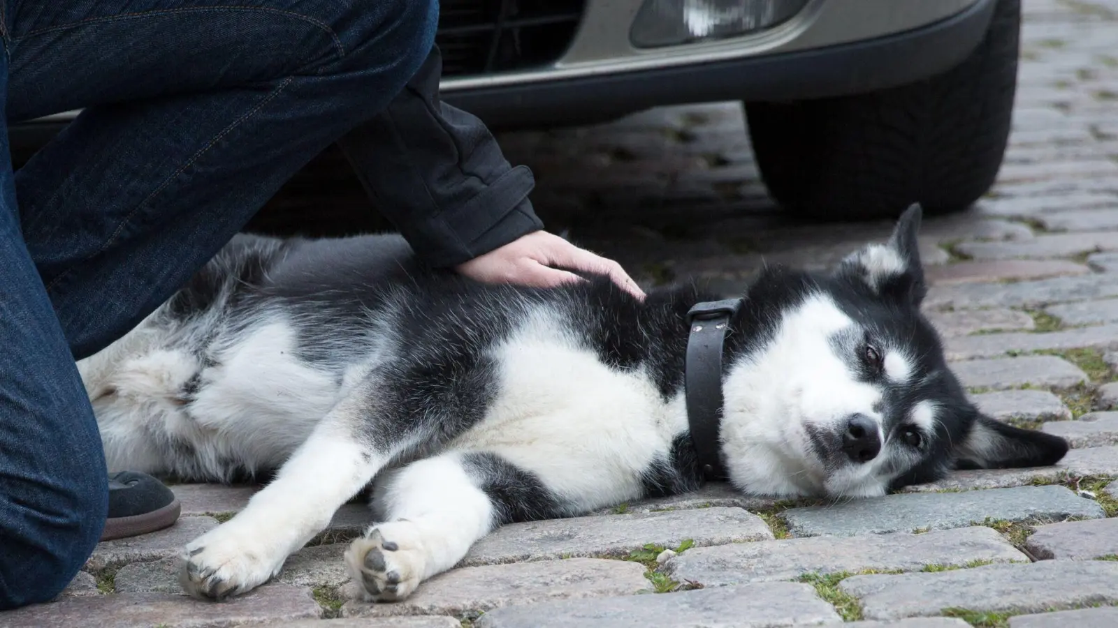 Wurde der Hund angefahren, gilt es Ruhe zu bewahren und den Tierarzt oder eine nahegelegene Tierklinik zu kontaktieren. (Foto: Florian Schuh/dpa-tmn)