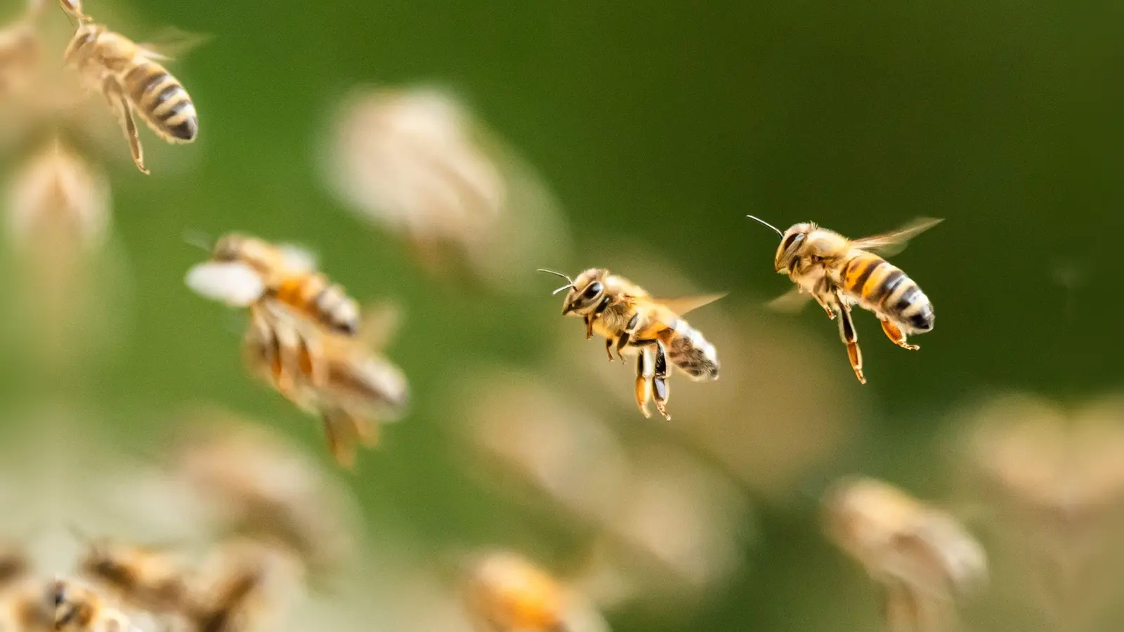 Bienenalarm an einem italienischen Strand. (Symbolbild)  (Foto: Silas Stein/dpa)