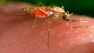 Malaria wird von Mücken übertragen. (Foto: James Gathany/AP/dpa)
