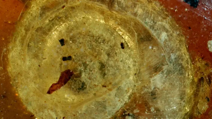 Die fossile Schnecke wurde auf den Namen „Archaeocyclotus brevivillosus“ getauft. Besonders auffällig ist ihr mit kurzen und borstigen Haaren bedecktes Haus. (Foto: -/Naturhistorisches Museum Colmar/dpa)