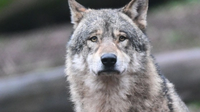 Dürfen Wölfe in der alpinen Region in Deutschland abgeschossen werden, obwohl sie noch kein Nutztier gerissen haben? Diese Frage müssen nun Richter in Augsburg klären. (Symbolbild) (Foto: Bernd Weißbrod/dpa)