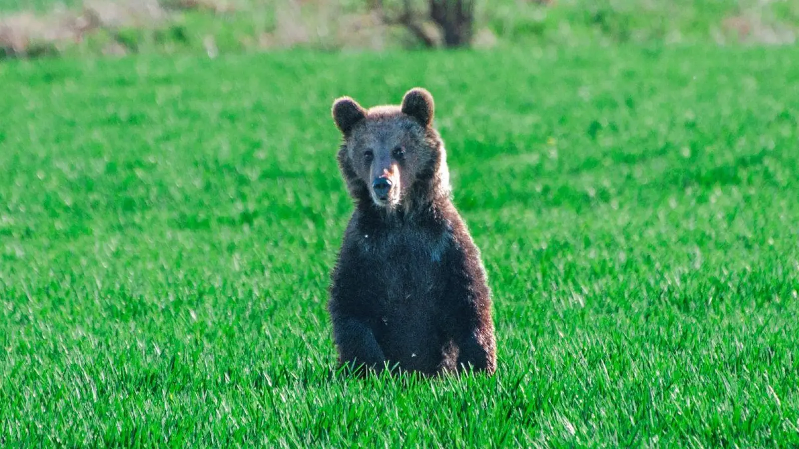 In den vergangenen Wochen wurden in der Slowakei mehrere Menschen bei unfreiwilligen Begegnungen mit Braunbären verletzt. (Foto: Jaroslav Slastan/Staatlicher Naturschutz der Slowakei/dpa)