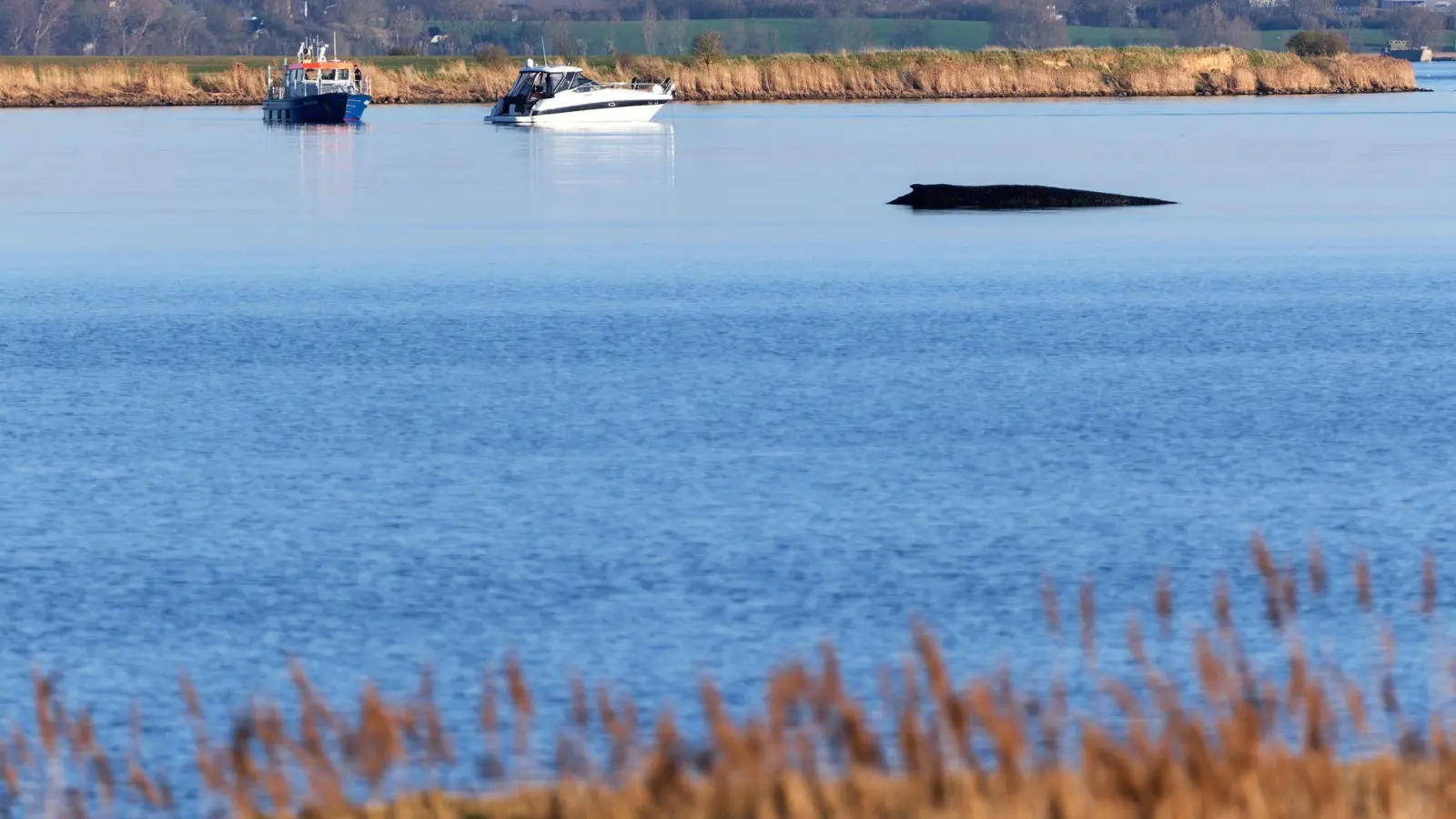Für den Buckelwal in der Wismarer Bucht sind die Überlebenschancen sehr gering. (Archivbild)  (Foto: Marcus Golejewski/dpa)