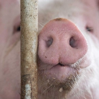 In Bayern gibt es mehr Schweine als vor einem Jahr. (Archivbild) (Foto: Marijan Murat/dpa)