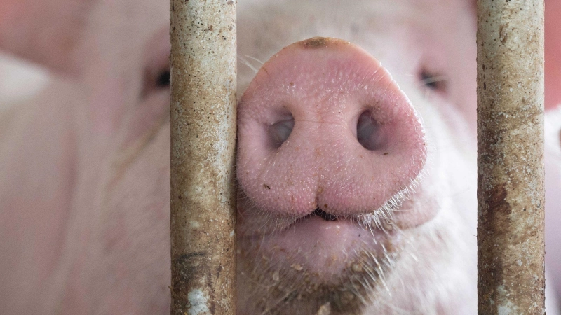 In Bayern gibt es mehr Schweine als vor einem Jahr. (Archivbild) (Foto: Marijan Murat/dpa)