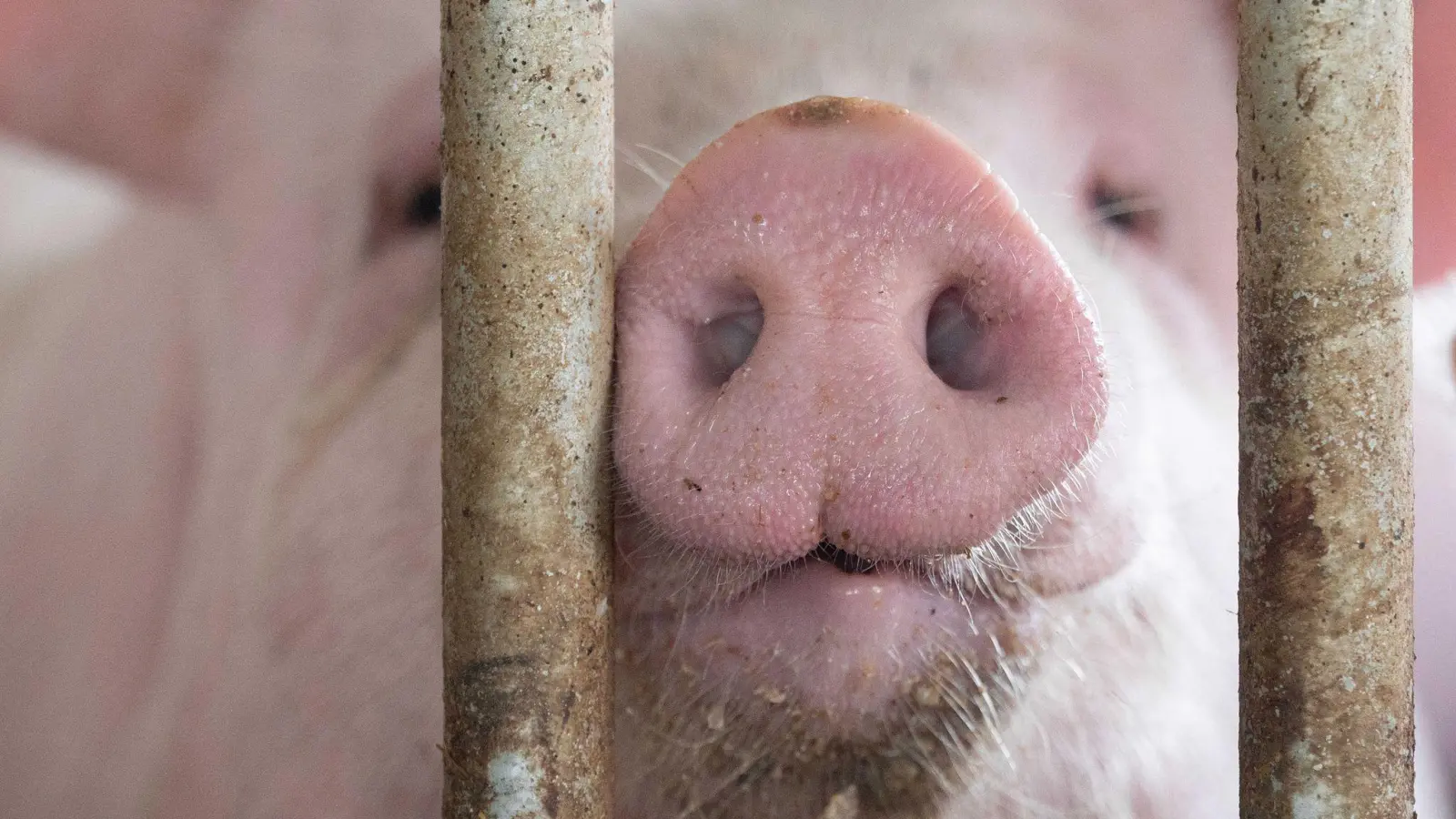 In Bayern gibt es mehr Schweine als vor einem Jahr. (Archivbild) (Foto: Marijan Murat/dpa)