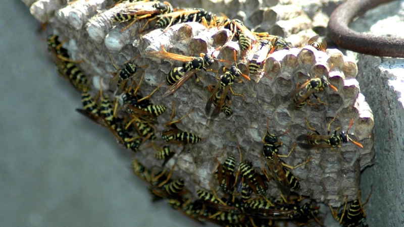 Wenn sich Wespen am Haus oder in Rollladenkästen niederlassen, sollte man sich professionelle Hilfe holen, um die naturgeschützten Insekten wieder loszuwerden. (Foto: Stadnik/Pixabay)