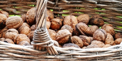 Walnüsse sollte nach dem Sammeln sofort getrocknet werden. (Foto: Pixabay)