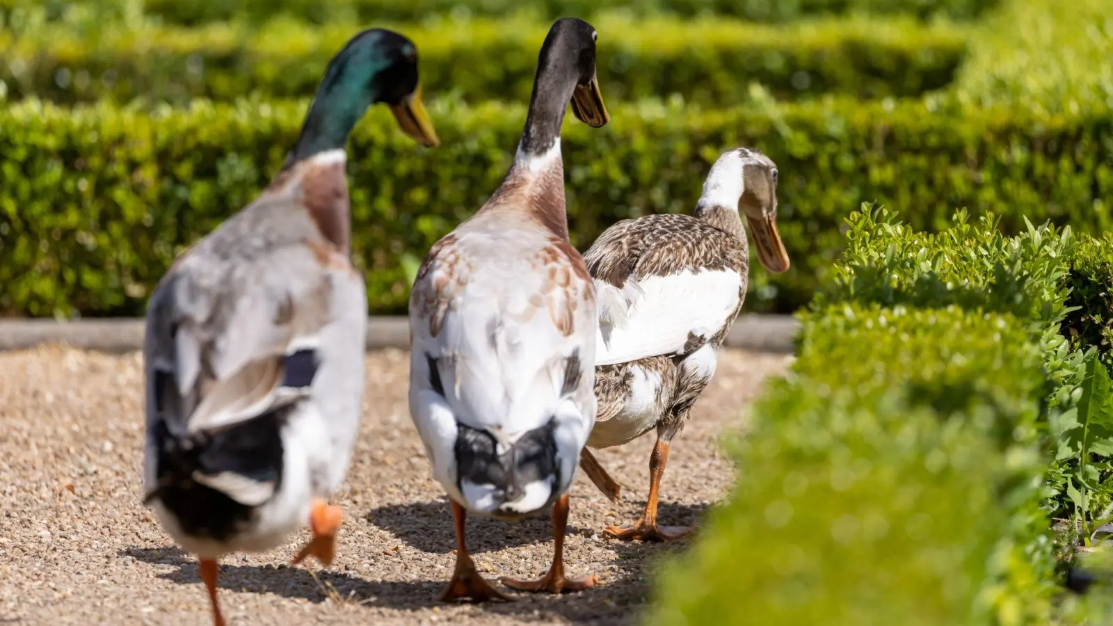 Die Polizei sucht nach dem Besitzer der Tiere. (Symbolbild) (Foto: Daniel Karmann/dpa)