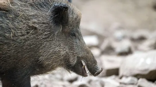 Ein Wildschwein hat sich in Krakau, Polen, verirrt und für Chaos gesorgt. (Foto: Lino Mirgeler/dpa/Symbolbild)