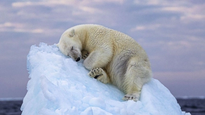 Da muss man schon Eisbär sein, um hier im norwegischen Svalbard-Archipel so gemütlich schlummern zu können. Das Foto von Nima Saikhani hat den Publikumspreis des Wettbewerbs „Wildlife Photographer of The Year“ des Londoner Natural History Museums gewonnen. (Foto: Nima Sarikhani/Wildlife Photographer of the Year /PA Media/dpa)