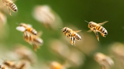 Bienen fliegen zu ihren Bienenstöcken. (Foto: Silas Stein/dpa/Symbolbild)