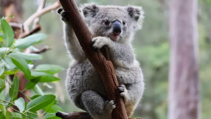 Ein Koala im australischen Mongo Valley Wildlife Sanctuary. (Foto: -/AUSSIE ARK/dpa)