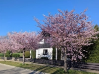 Rosa Blütenzauber - gesehen in Langfurth  (Foto: Friedrich Zinnecker)