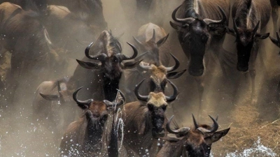 Es ist die einzige verbleibende große Gnu-Wanderung: Jedes Jahr wandern mehr als eine Million Gnus in der ostafrikanischen Savanne zwischen der tansanischen Serengeti und der Masai Mara in Kenia. (Foto: Mogens Trolle/ University of Copenhagen via EurekAlert/dpa)