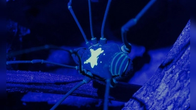 Unter UV-Licht kommt das Rückenmuster des Weberknechts besonders zur Geltung. (Foto: Konrad Wothe/SNSB/dpa)