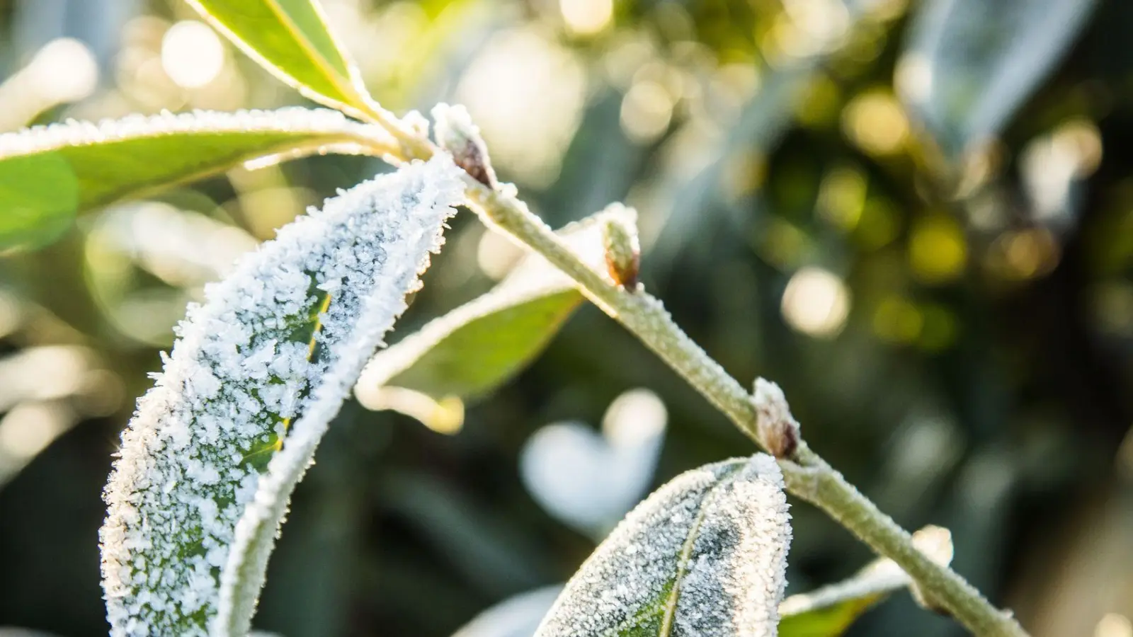 Erfrieren bei Frost und Kälte? Nein, daran liegt es meist nicht, wenn Immergrüne nach dem Winter eingehen. (Foto: Christin Klose/dpa-tmn)