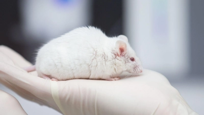 Besonders in der Grundlagenforschung sind Tierversuche noch immer sehr häufig. (Foto: Friso Gentsch/dpa)