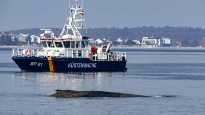 Der Wal wurde in der Nacht zu Montag im Wasser vor dem Ortsteil Niendorf der Gemeinde Timmendorfer Strand entdeckt, wie die Polizei mitteilte.  (Foto: Ulrich Perrey/dpa)