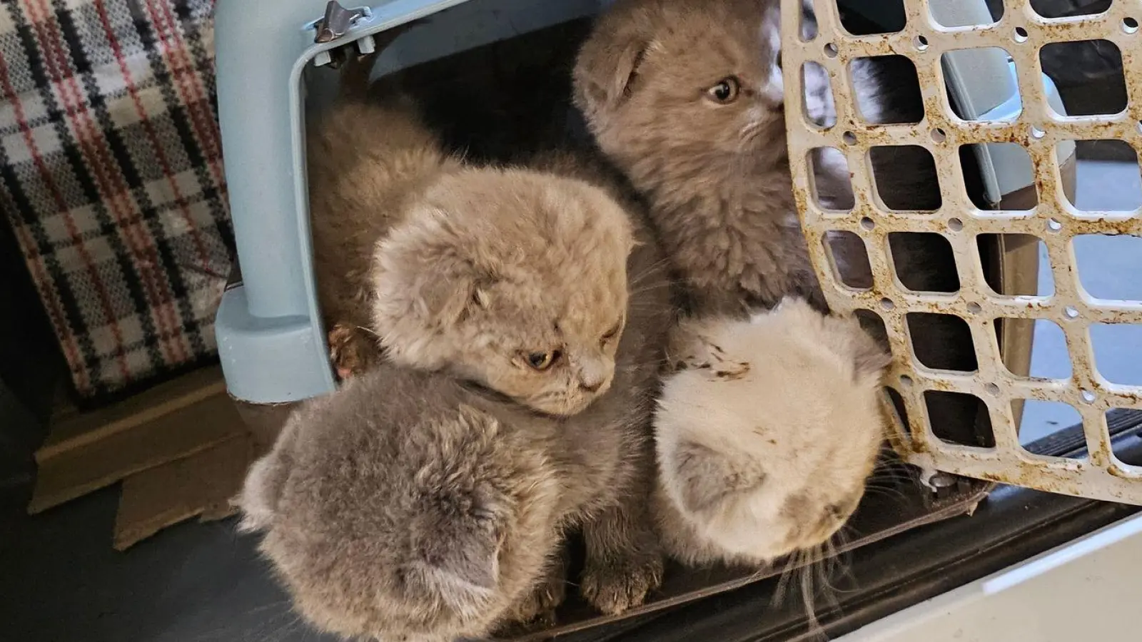 Bundespolizisten fanden Katzenbabys dicht gedrängt in Transportboxen im Kofferraum eines Reisebusses. (Foto: -/Bundespolizei/dpa)