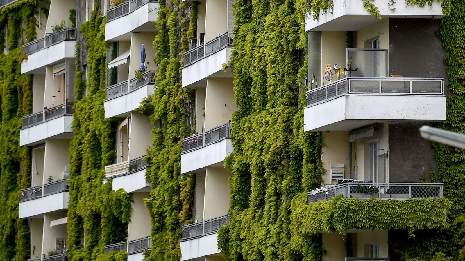 Pflanzen an der Fassade sorgen im Sommer für Schatten und im Winter für zusätzliche Dämmung. (Foto: Britta Pedersen/dpa-Zentralbild/dpa-tmn)